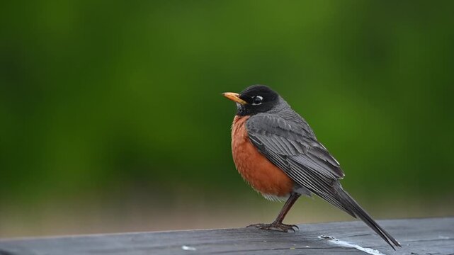 American robin perched on railing against green background