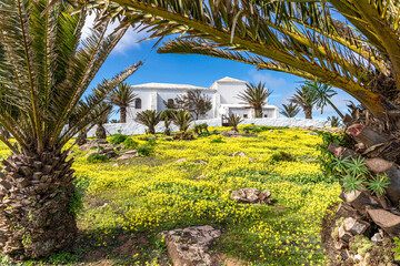 Fototapeta premium Erucastrum canariense and date palms surrounding the hilltop church of Ermita de las Nieves in the Canary Island of Lanzarote, Spain