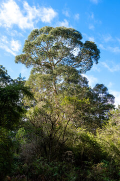 Eucalyptus trees in Kennett River, Great Ocean Road, Australia