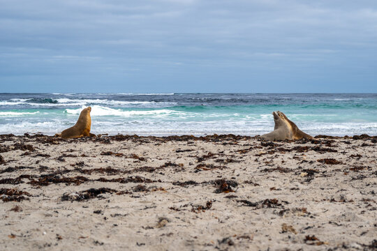 Sea lions resting on sandy beach at Seal Bay, Kangaroo Island, Australia