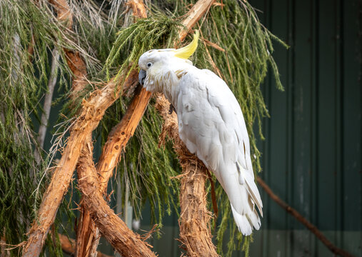 Sulphur-crested cockatoo perched on a tree branch on Kangaroo Island