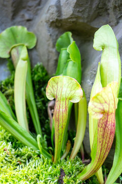 Sarracenia carnivorous plant in Singapore Botanic Gardens