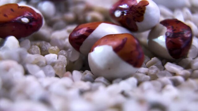 Rotating Calypso bean Phaseolus vulgaris seeds on white gravel substrate, showcasing seed coat morphology in stony lithosphere soil ecology, macro laboratory shot 