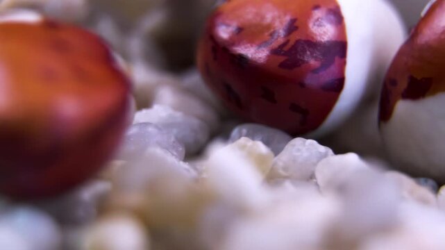 Macro rotation of speckled pinto beans resting on small pebble stones, illustrating agricultural drainage substrate, xerophyte plant research and selective focus