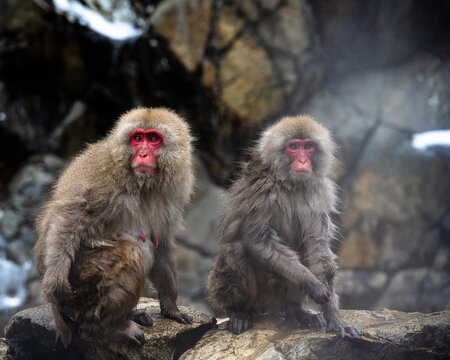 Snow Monkeys