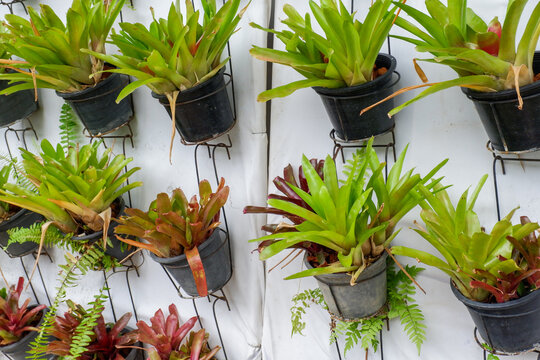 Tree hanging in plastic pots in nursery garden,Potted flowers and plants in flower shop, plants in the interior of greenhouse,Home gardening tropical flower,Selective focus,copy space.