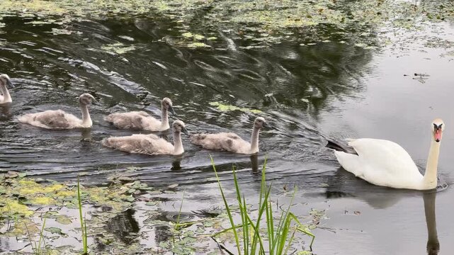 White swan and gray cygnets swimming in a calm green pond with lily pads, surrounded by lush trees, wildlife, nature scene, family of birds.