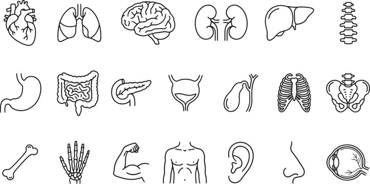 Human Anatomy Line Icons Set - Medical Outline Vector