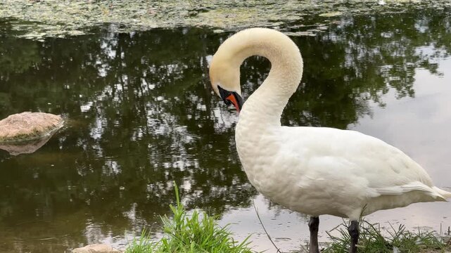 White swan preening its feathers on the grassy bank of a calm pond with tree reflections, wildlife in natural habitat, nature scene.