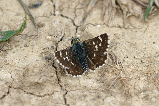 Closeup on a small brown red underwing skipper , Spialia sertorius, sitting on the ground with open wings