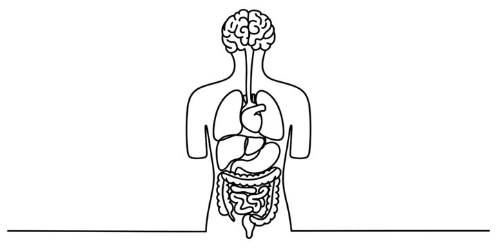 Continuous single line drawing of human body silhouette showing major internal organs like brain heart lungs stomach Vector, illustration