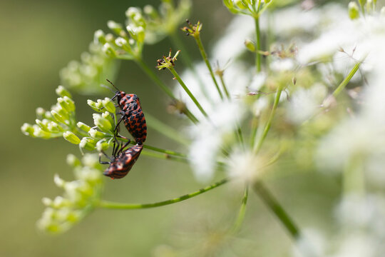 Striped shield bugs on green flower buds in soft natural light