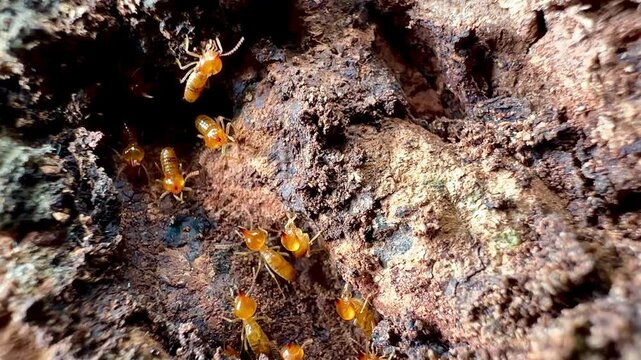 Rare macro footage of multiple termite queens moving inside an active termite colony. Worker termites surround reproductive termites within a natural nest in a decaying tree trunk.