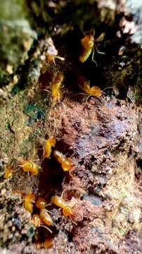 Rare macro footage of multiple termite queens moving inside an active termite colony. Worker termites surround reproductive termites within a natural nest in a decaying tree trunk.