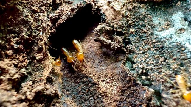 Rare macro footage of multiple termite queens moving inside an active termite colony. Worker termites surround reproductive termites within a natural nest in a decaying tree trunk.