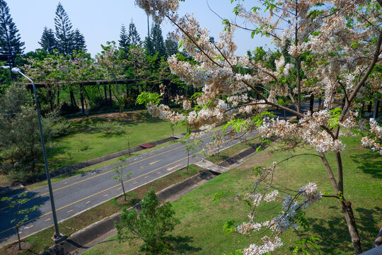 A scenic park and bench with a long alley of blooming pink flowers, walkway in garden,walking track with flowers scene beautiful view spring season concept.