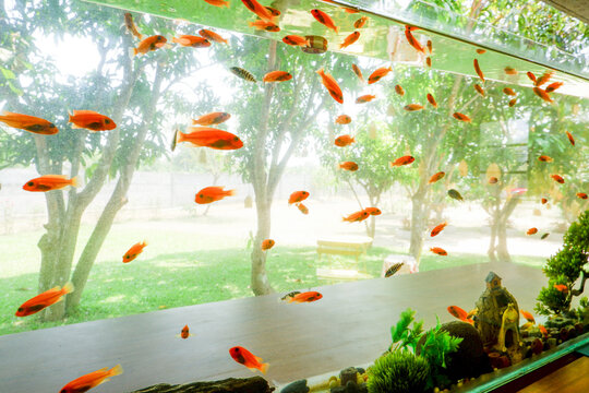 Aquarium tank full of small fish in living room,summer time and view garden,rest time in house,underwater world concept.