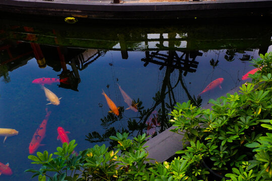 Colorful fancy carp fish (koi fish) in a garden pond in Japan,nishikigoi or orange carp and Red bridge and pond in Japanese garden.