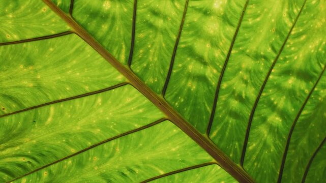 Close-up green leaf texture moving gently