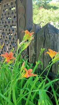Orange daylily flowers blooming against a rustic wooden garden fence. Decorative perennial plants growing in backyard. Nature botanical scene in summer sunshine.