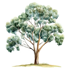 Watercolor illustration of Eucalyptus Tree, soft artistic style vector artwork on white background © Matt