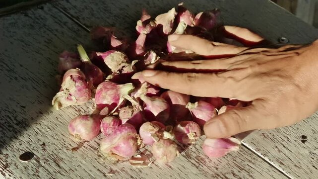 Close-up of hands spreading and drying fresh red shallots on a wooden surface under the sun