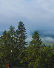 Fototapeta premium Morning mist drifting through evergreen forest in mountain valley