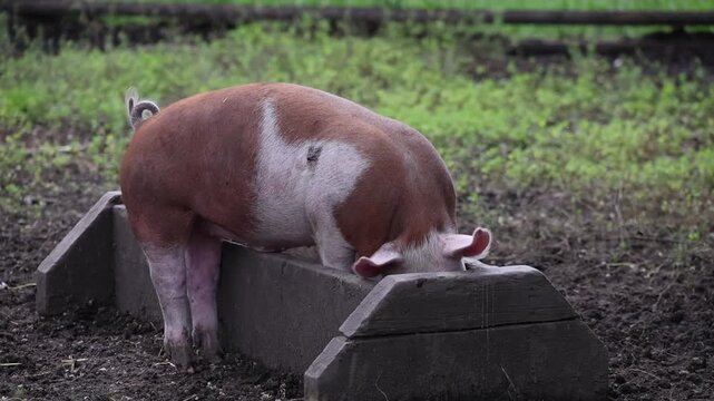 Pig Feeding at Wooden Trough in Outdoor Farm Pen