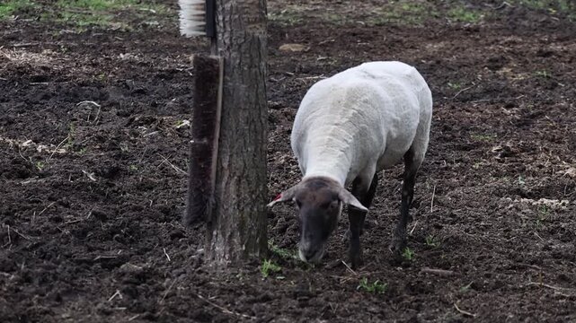 Sheep Pawing Ground in Muddy Farm Pen