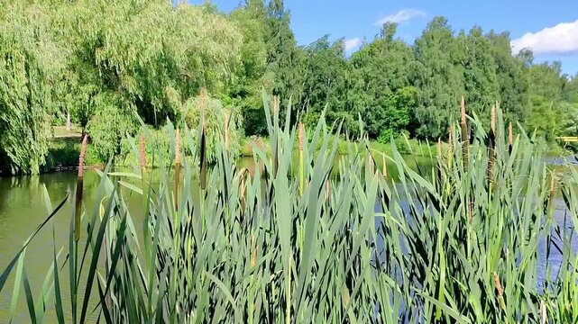 Green cattails growing near lake in sunny park. Reeds swaying in wind beside calm water with trees in background. Summer landscape scenery for nature background.