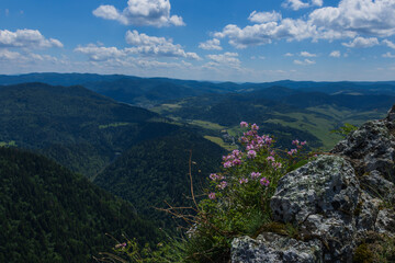 Fototapeta premium Mountain panorama with rocky cliff and pink wildflowers overlooking a green valley in summer
