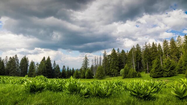 Clearing wild plants and green grass near a spruce forest against a cloudy sky