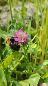Fluffy bumblebee collecting nectar from wild clover in field, Bumblebee collects nectar from pink clover flower close-up