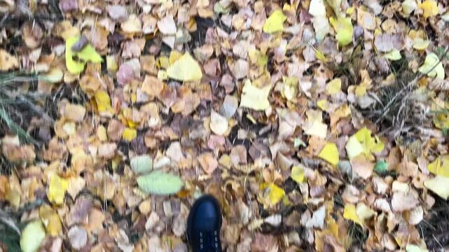 POV of female feet in boots going on fallen leaves at forest. Legs of young woman stepping on yellow foliage at autumn park. Girl walking along trail at wild nature. Slow motion