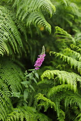 Purple loosestrife plant (Lythrum salicaria) and Western bracken fern (Pteridium aquilinum), Common bracken © KSCHiLI