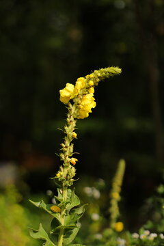 Dense flowered mullein (Verbascum densiflorum)