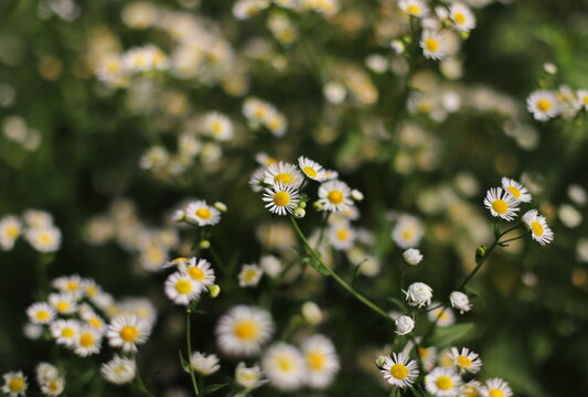 Annual fleabane plant (Erigeron annuus)