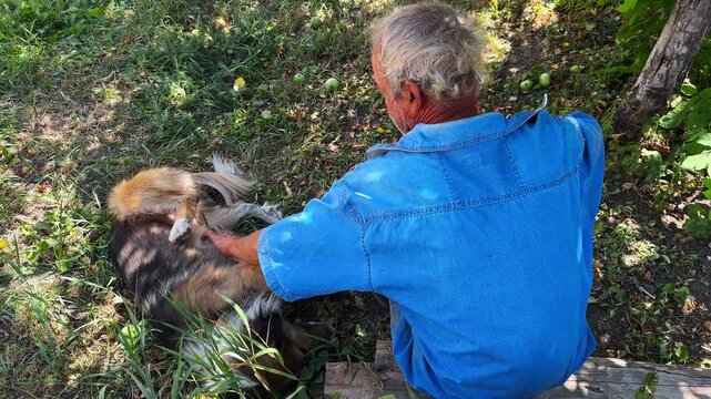 An elderly man sits at garden and gently stroking belly of dog while his lies relaxed beside him. Calm atmosphere capturing tender moment of trust and companionship. The scene conveys warmth and care