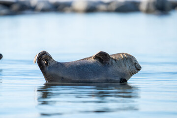 Harbor seal (Phoca vitulina) on a rock in the bay, in Gravneset, Svalbard, Norway © Angela