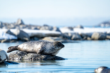 Harbor seal (Phoca vitulina) on a rock in the bay, in Gravneset, Svalbard, Norway © Angela