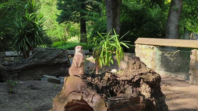 Cute meerkat standing on its hind legs on a tree stump in a zoo enclosure