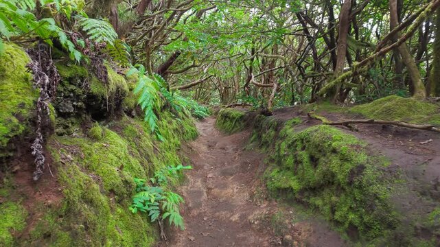 Walking through Anaga laurel forest