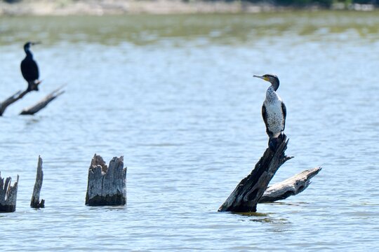 Great Cormorant (Phalacrocorax carbo), Prirode Kopacki Rit Park, Kopačevo, Bilje, Croazia