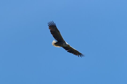White-tailed Eagle (Haliaeetus albicilla), Prirode Kopacki Rit Park, Kopačevo, Bilje, Croazia