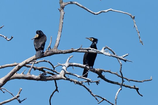 Great Cormorant (Phalacrocorax carbo), Prirode Kopacki Rit Park, Kopačevo, Bilje, Croazia