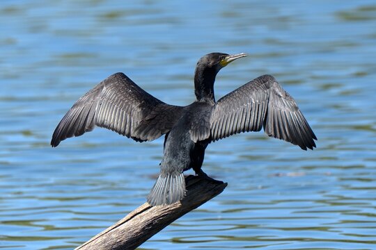 Great Cormorant (Phalacrocorax carbo), Prirode Kopacki Rit Park, Kopačevo, Bilje, Croazia