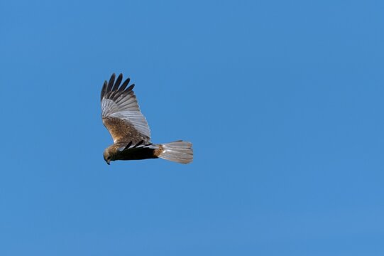 Western Marsh Harrier (Circus aeruginosus), Prirode Kopacki Rit Park, Kopačevo, Bilje, Croazia