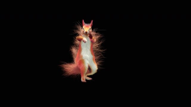 Realistic dancing squirrel performing rumba dance animation with alpha channel transparent background