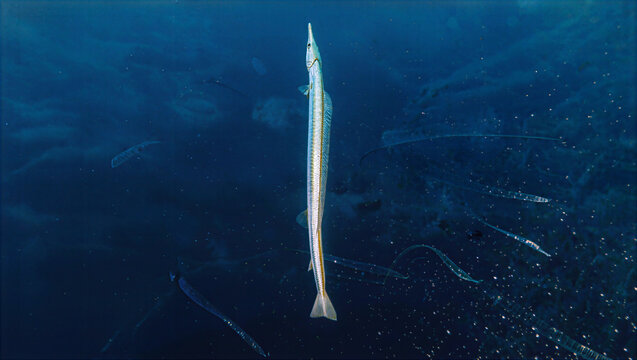Cornetfish swimming vertically in deep blue ocean water