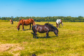 Fototapeta premium Brown horse eating grass in a green pasture. Herd of horses grazing on a sunny field with trees in the background. Domestic mammal life in meadow nature.